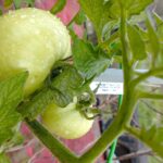 Pomodori sostenuti da fili in un giardino, senza pali tradizionali.