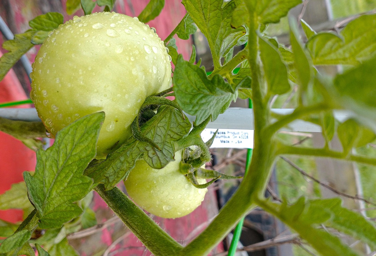 Pomodori sostenuti da fili in un giardino, senza pali tradizionali.
