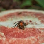 Calabrone in volo tra fiori, simbolo di metodi naturali per allontanarlo senza ucciderlo.