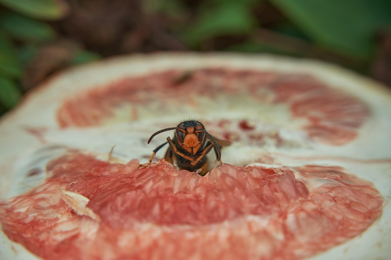 Calabrone in volo tra fiori, simbolo di metodi naturali per allontanarlo senza ucciderlo.