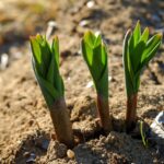 Tulipani colorati piantati in un giardino secondo il metodo giapponese.