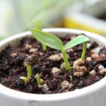 Fertilizzante naturale per piante, con ingredienti biologici per una crescita rapida e sana.